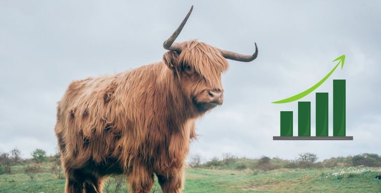 اصطلاحات گاو نر (Bull) و خرس (Bear)